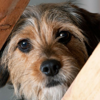 Calming Your Dog During Thunderstorms and Fireworks.