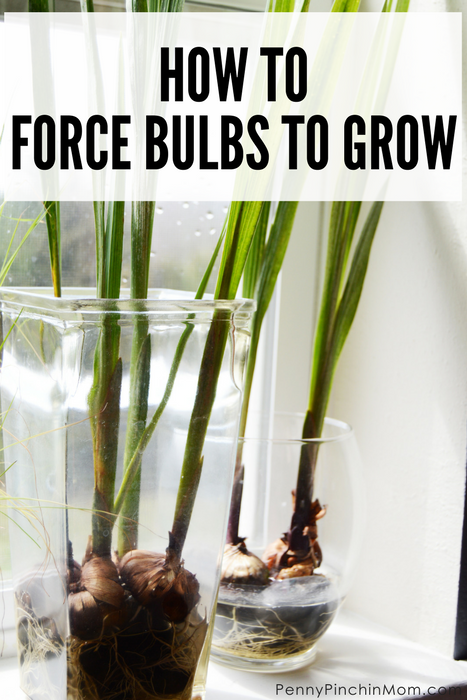 How To Force Bulbs To Grow