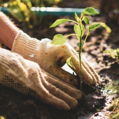 Easy, expert gardening tips for beginners