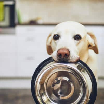 YOUR GUIDE FOR SAVING MONEY ON PET FOOD