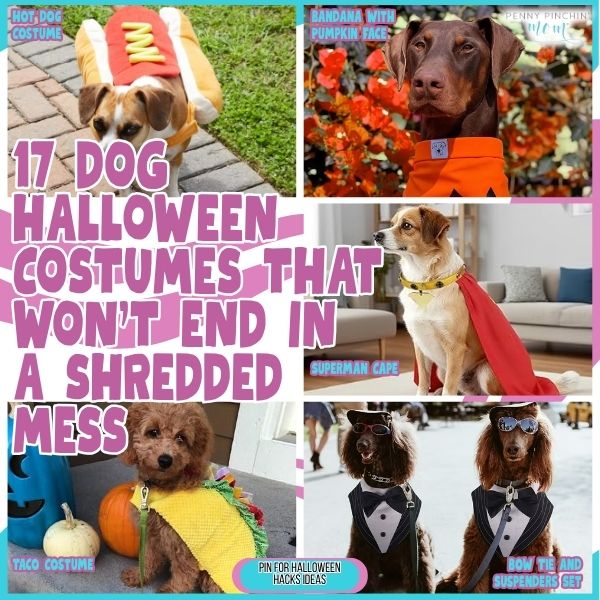 17 Dog Halloween Costumes That Won’t End in a Shredded Mess