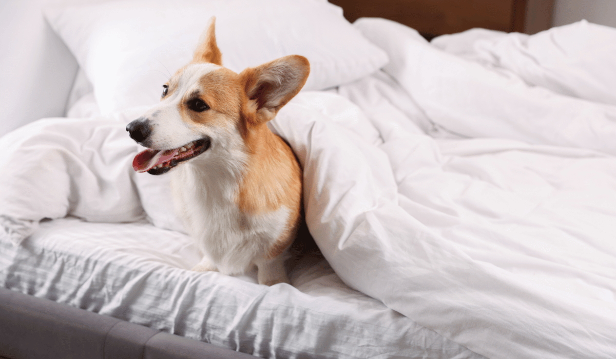 pup sheets
